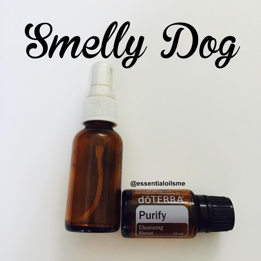 smelly dog