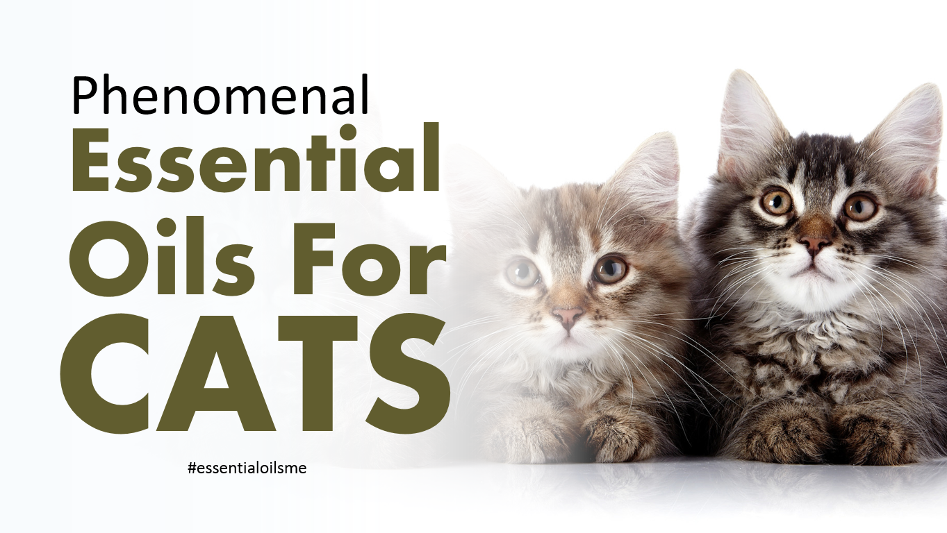 essential-oils-for-cats