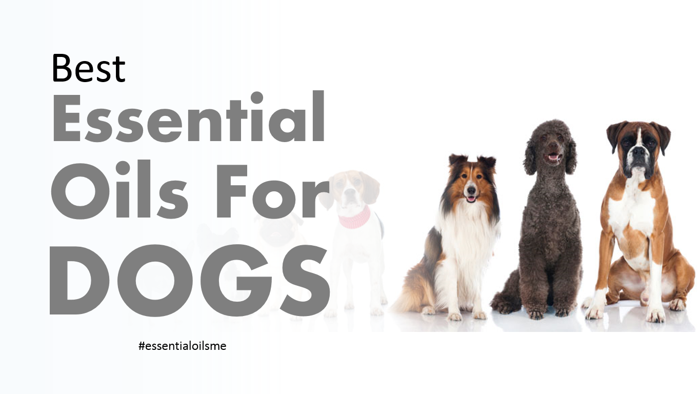 essential-oils-for-dogs